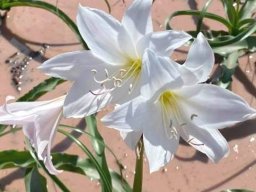 Crinum paludosum flowers